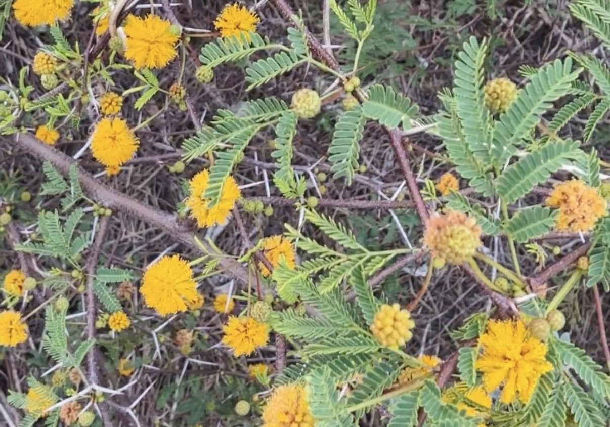 small bright yellow puffy flowers and thorns of the sweet acacia native plant on sanibel sccf native landscapes & garden center