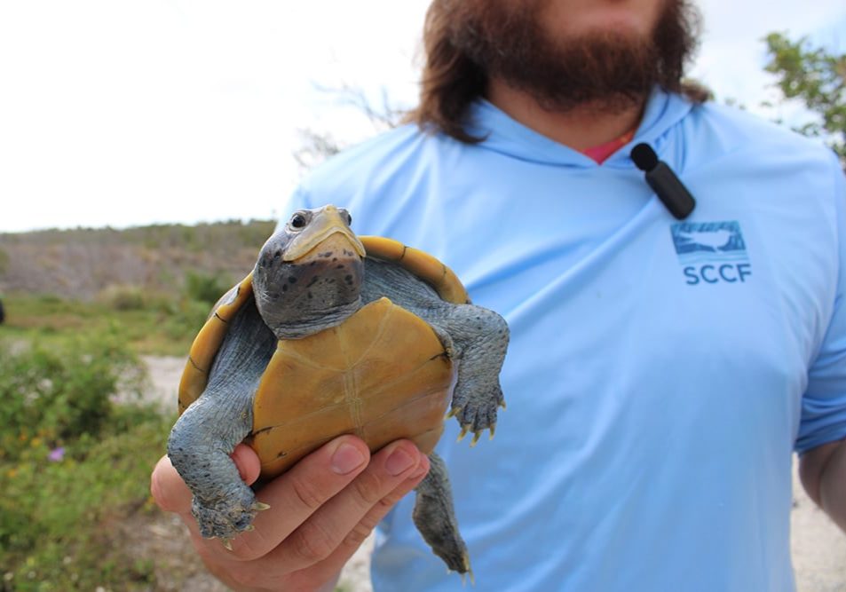diamondback terrapin sccf