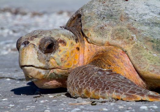 twzyiiwbtvwgr4x1hq5y