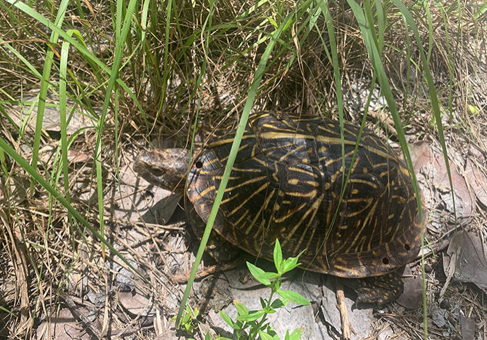 xzegx53du9twjisghi6o